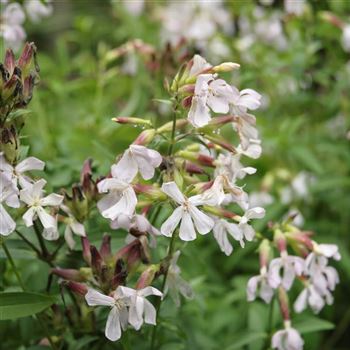 Saponaria_officinalis_HRM_Q2.jpg