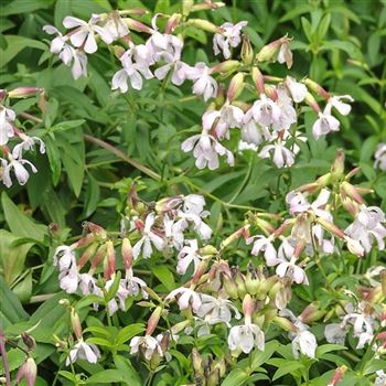 Saponaria_officinalis_HRM_Q3.jpg