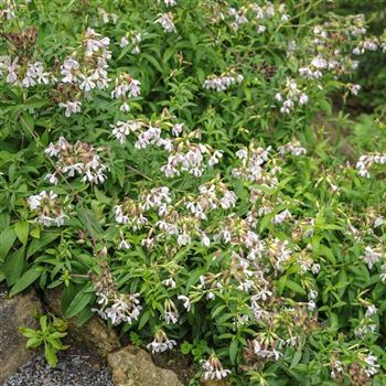 Saponaria_officinalis_HRM_Q4.jpg