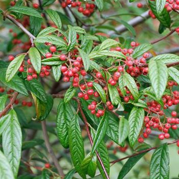 Cotoneaster_salicifolius_flocossus_HRM_0887.jpg