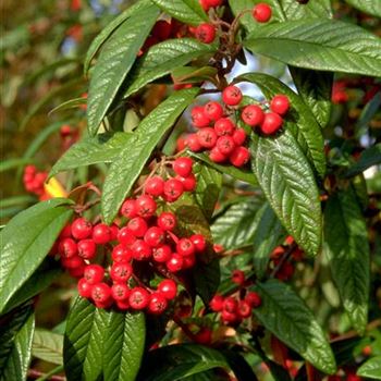 Cotoneaster_salicifolius_floccosus_1999_6236_q.jpg