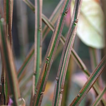 Euonymus_alatus_2006_7689.jpg