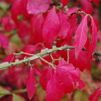 Euonymus_alatus_GR_R1.JPG