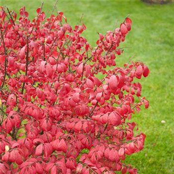 Euonymus_alatus_2007_9336.jpg