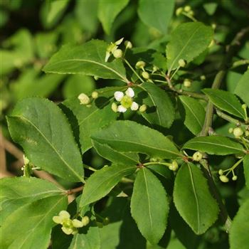 Euonymus_alatus_2005_1347_q.jpg