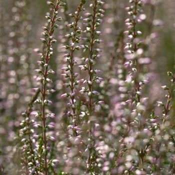 Calluna vulgaris 'Marlies'