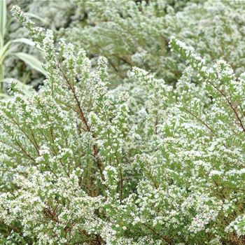 Aster_ericoides_Schneetanne_HRM_Q1.jpg