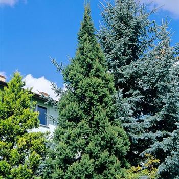 Picea_abies_Columnaris_2004_1652_b.jpg