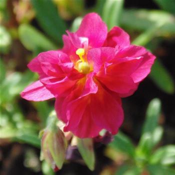 Helianthemum_Cerise_Queen_WI_Q1.jpg