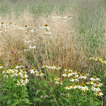 Deschampsia_cespitosa_Goldschleier_HRM_Q2.jpg