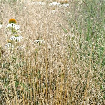 Deschampsia_cespitosa_Goldschleier_HRM_Q1.jpg