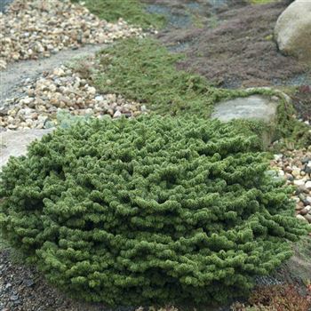 Abies_balsamea_Nana_2009_6760_q.jpg