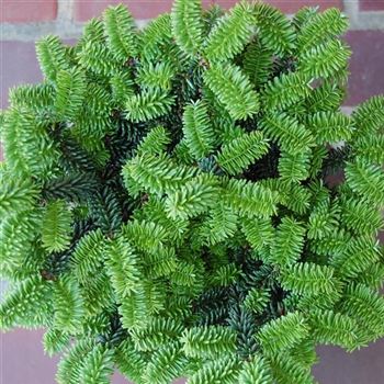 Abies_balsamea_Nana_GR_Q2.jpg