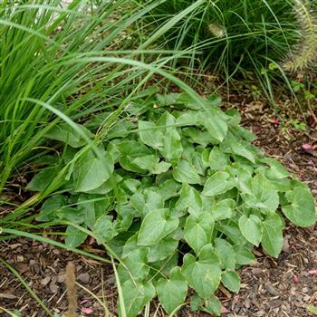 Epimedium_x_perralchicum_Frohnleiten_HRM_Q2.jpg