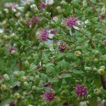 Aster_laterifolius_var_horizontalis_WI_Q2.jpg