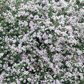 Aster_lateriflorus_var_horizontalis_HRM_Q4.jpg