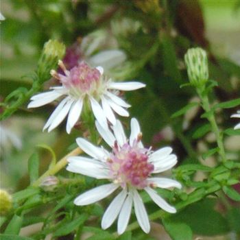 Aster_laterifolius_var_horizontalis_WI_Q1.jpg