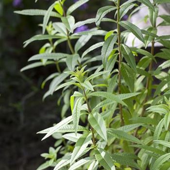 Aloysia triphylla