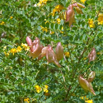 Colutea_arborescens_2008_6243.jpg