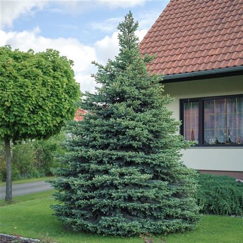 Picea pungens 'Glauca'