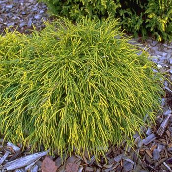 Chamaecyparis_pisifera_Sungold_2000_3983_z.jpg