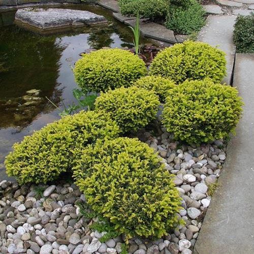 Taxus media 'Densiformis'