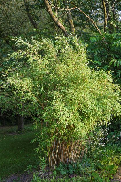 Fargesia murielae 'Deep Forest' von Bruns Pflanzen
