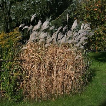 Miscanthus_sacchariflorus_Robustus_HRM_Q3.jpg