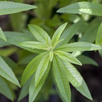 Aloysia triphylla