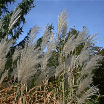 Miscanthus_sacchariflorus_Robustus_HRM_Q2.jpg