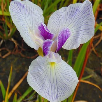 Iris_ensata_WI_Q2.jpg