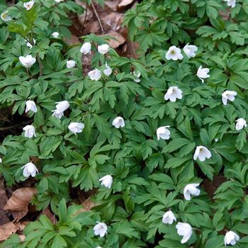 Anemone_nemerosa_HRM_Q2.jpg