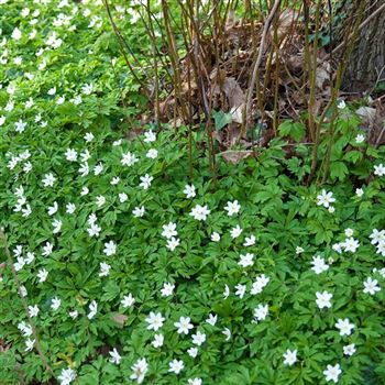 Anemone_nemerosa_HRM_Q3.jpg