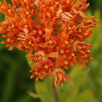 Asclepias_tuberosa_1S1B7258.JPG