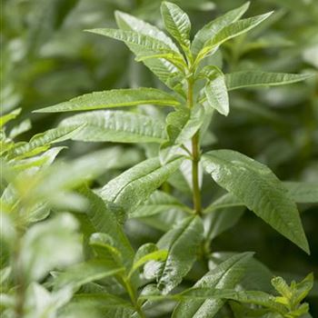 Aloysia triphylla