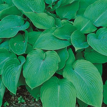 Hosta_Krossa_Regal_UAS_Q1.tif