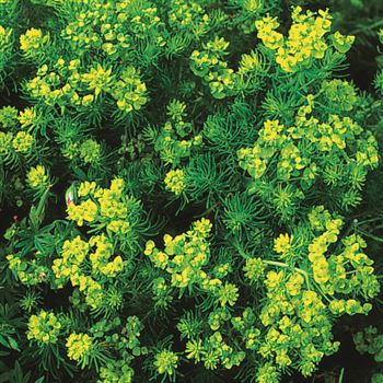 Euphorbia_cyparissias_UAS_Q1.tif