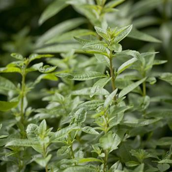 Aloysia triphylla