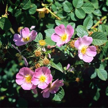 Rosa_rubiginosa_2004_0785_q.jpg