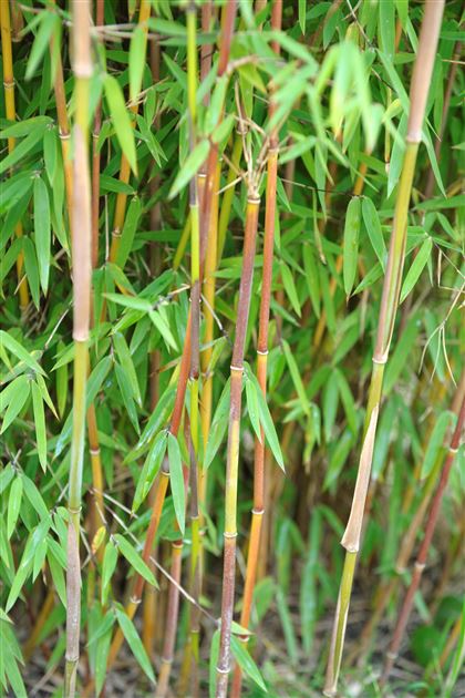 Fargesia nitida 'Jiu', Jade Bambus, Roter Bambus von Bruns Pflanzen