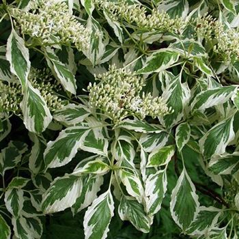 Cornus_controversa_Variegata_2005_2108.jpg