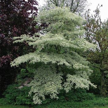 Cornus_controversa_Variegata_2005_2099_c.jpg