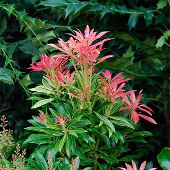 Pieris_japonica_Forest_Flame_2007_9105.jpg