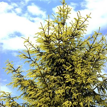 Picea_orientalis_Aureospicata_1999_2834_q.jpg