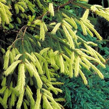 Picea_orientalis_Aureospicata_1999_2839_b.jpg