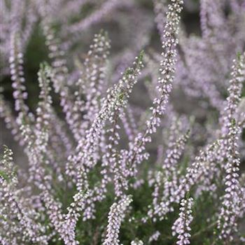 Calluna vulgaris 'Peter Sparkes'