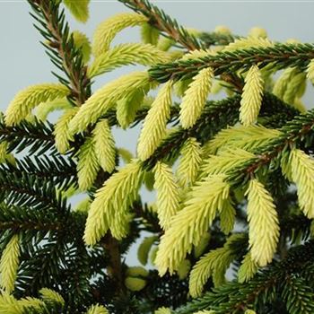 Picea_orientalis_Aurea_GR_R2.jpg