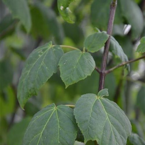 Acer davidii