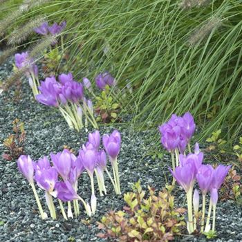 Colchicum_autumnale_HRM_Q2.jpg