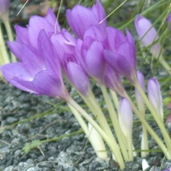 Colchicum_autumnale_HRM_Q1.jpg